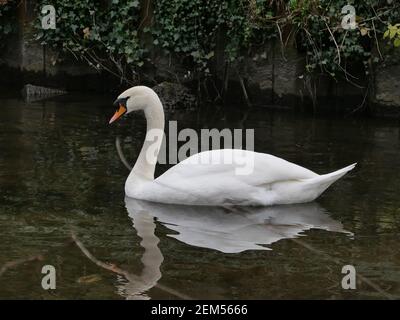 Il fiume è alimentato dal fiume Colne ad un weir a nord di Denham Lock. Corre parallelamente al Colne per circa 6 miglia prima di ricongiungerlo a sud di West Drayton. Nel 1641 il fiume Frays ha alimentato almeno cinque mulini. John Fray era Barone Lord Cancelliere dello scacchiere nel 1400. Aveva molta esperienza di fiumi e mulini intorno a Londra e aveva un interesse finanziario in Cowley Hall - una proprietà che confina con il fiume Frays. Ci è una varietà enorme di vita degli uccelli Swans, Ducks, Moorhens e varie altre specie di uccelli vivono dalle rive del fiume fianco a fianco con là vicini umani .... Foto Stock