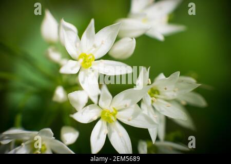 Allium ursinum, noto come ramsons, buckrams, aglio selvatico, aglio a foglia larga, Aglio di legno, porro di orso, o aglio di orso, Sanniclift Copse, Christow, Foto Stock