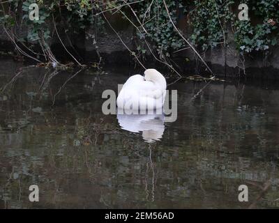 Il fiume è alimentato dal fiume Colne ad un weir a nord di Denham Lock. Corre parallelamente al Colne per circa 6 miglia prima di ricongiungerlo a sud di West Drayton. Nel 1641 il fiume Frays ha alimentato almeno cinque mulini. John Fray era Barone Lord Cancelliere dello scacchiere nel 1400. Aveva molta esperienza di fiumi e mulini intorno a Londra e aveva un interesse finanziario in Cowley Hall - una proprietà che confina con il fiume Frays. Ci è una varietà enorme di vita degli uccelli Swans, Ducks, Moorhens e varie altre specie di uccelli vivono dalle rive del fiume fianco a fianco con là vicini umani .... Foto Stock