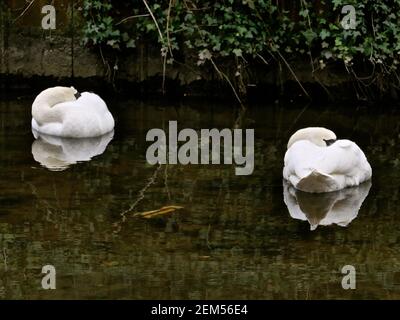 Il fiume è alimentato dal fiume Colne ad un weir a nord di Denham Lock. Corre parallelamente al Colne per circa 6 miglia prima di ricongiungerlo a sud di West Drayton. Nel 1641 il fiume Frays ha alimentato almeno cinque mulini. John Fray era Barone Lord Cancelliere dello scacchiere nel 1400. Aveva molta esperienza di fiumi e mulini intorno a Londra e aveva un interesse finanziario in Cowley Hall - una proprietà che confina con il fiume Frays. Ci è una varietà enorme di vita degli uccelli Swans, Ducks, Moorhens e varie altre specie di uccelli vivono dalle rive del fiume fianco a fianco con là vicini umani .... Foto Stock