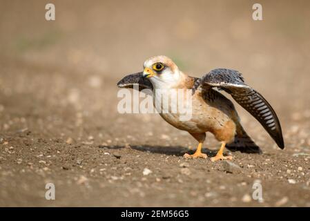 Il Falcon a piedi rossi in volo, (Falco vestinerus). Foto Stock