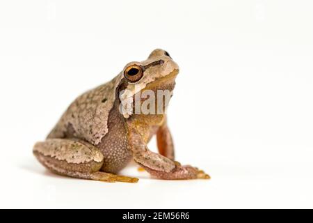 Rana verde europea (Hyla arborea) isolata su sfondo bianco. Foto Stock