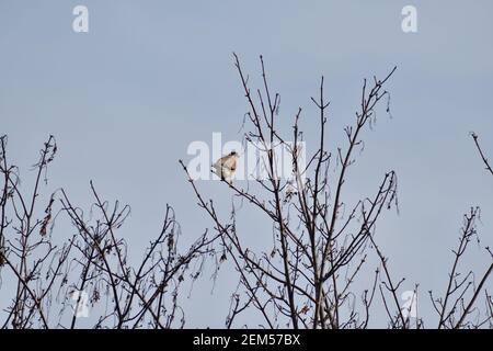 Un bellissimo uccello Kestrel arroccato in un albero nel Paesi Bassi Foto Stock