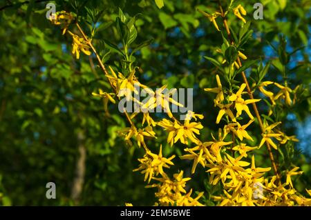 Un grande cespuglio di fiori gialli luminosi della pianta di Forsythia, l'albero di Pasqua, nel parco in una giornata di sole in primavera, uno sfondo floreale bello. Foto Stock