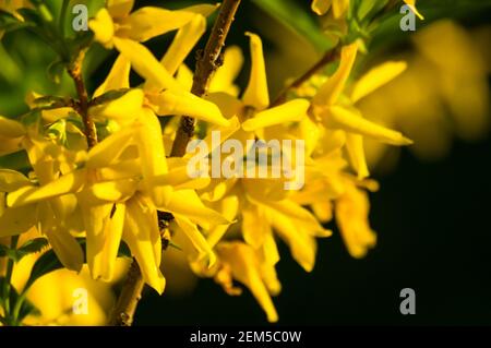 Un grande cespuglio di fiori gialli luminosi della pianta di Forsythia, l'albero di Pasqua, nel parco in una giornata di sole in primavera, uno sfondo floreale bello Foto Stock