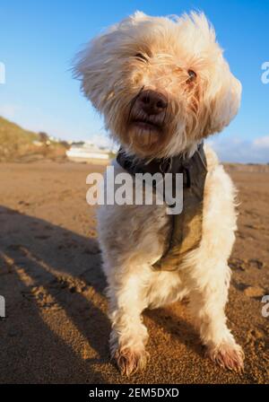 Scruffy cane bianco cieco sulla spiaggia, Bude, Cornovaglia, Regno Unito Foto Stock