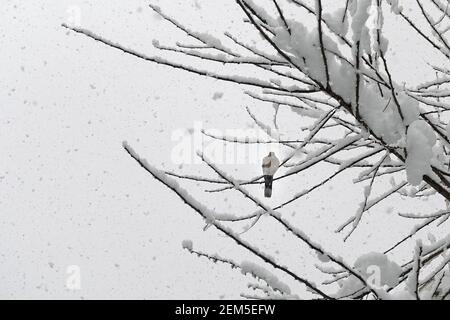Pigeon uccello appollaiato su rami di albero durante la tempesta di neve. Freddo giorno d'inverno. Foto Stock