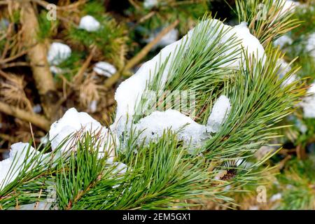 Scot's Pine (pinus sylvestris), primo piano che mostra gli aghi riemergere da sotto la neve, come si scioglie e si scioglie. Foto Stock