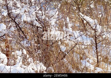 Un'immagine astratta della neve che ricopre le erbe e lo scrubby sottobosco aggrovigliato al bordo di un piccolo legno. Foto Stock