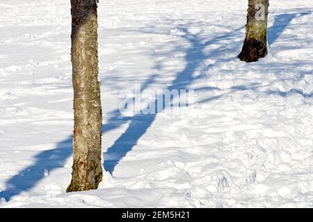 Un albero di ciliegia (prunus avium) che getta la sua ombra sulla superficie innevata di un parco pubblico in un giorno luminoso e fresco inverni. Foto Stock