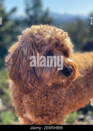 Cavapoo cane fuori nel giardino, razza mista di Cavalier re Charles Spaniel e Poodle. Foto Stock