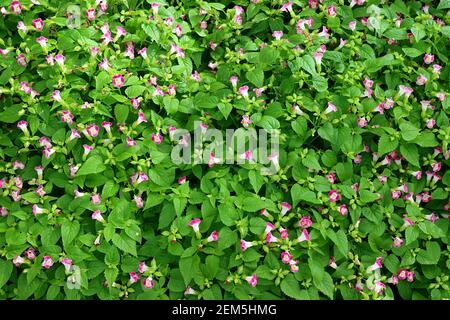 Arbusto di fiori di Wishbone o Torenia Fournieri nel Giardino Foto Stock