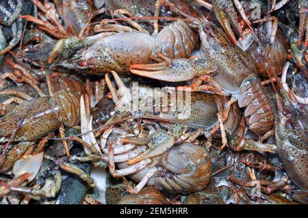 Vivete i gamberi prima di cucinare, bollire. Fresco gamberi di fondo. Messa a fuoco selettiva al centro. Foto Stock