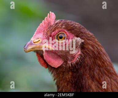Ritratto di un pollo marrone, libero raggio, all'aperto. Foto Stock