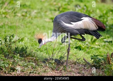 Primo piano della gru con corona nera (Baleari pavonina) su una gamba vista dal profilo Foto Stock