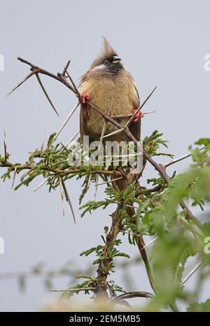 Mousebird speckled (Colius striatus kikuyuensis) appollaiato in cima all'albero del Kenya Ottobre Foto Stock