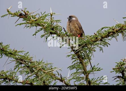 Calice (Colius striatus kikuyuensis) Umido adulto in cima albero dopo una doccia Kenya Ottobre Foto Stock