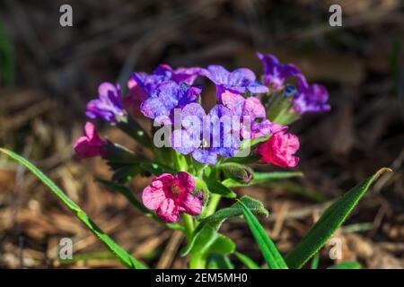 Pulmonaria mollis, arrangiamento di fiori in fiore giorno di primavera soleggiato. Mettere a fuoco in primo piano Foto Stock