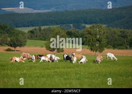 Mandria di capre bianche e brune che pascolano su un prato verde nella natura estiva. Foto Stock