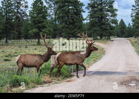 Due alci con scaffali che attraversano la strada di fronte Guardia del bestiame con alberi di pino sullo sfondo vicino al Grand Canyon - sfocatura del movimento Foto Stock