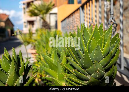 Un cielo pieno di cactus Foto Stock