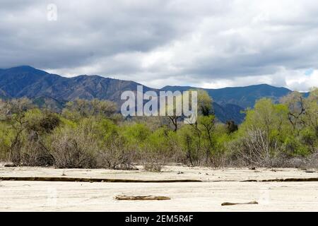 California Golden Poppy e Goldfields fioriscono in Walker Canyon, Lake Elsinore, California. STATI UNITI. Fiori di papavero arancio luminoso durante il super b deserto californiano Foto Stock