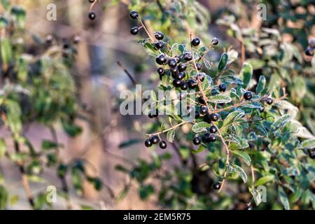 Bacche private nere ricoperte di cristalli di ghiaccio (Ligustrum vulgare) Foto Stock