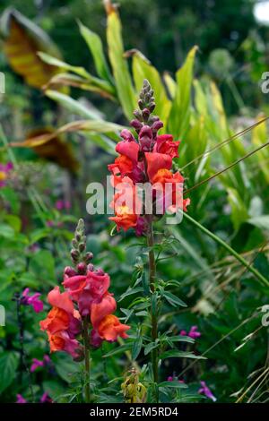 Antirrhinum majus Potomac arancione scuro,bocca di leone,bocche di leone,arancione,fiori,blumi,blossoms,annuari,piante biancheria da letto,RM Floral Foto Stock