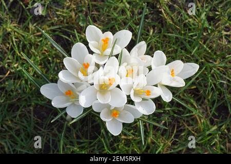 Crocidi in fiore bianco al sole nell'erba di un prato in un giardino olandese. Famiglia Iridaceae. Fine inverno, febbraio, Paesi Bassi. Foto Stock