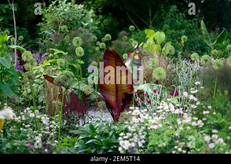 Banana abissiniana lievitata rossa, Ensete ventricosum Maureli,lychnis coronaria giardinieri mondo,foglie,fogliame,teste di semina allio,tropicale,pianta,piante,pla Foto Stock