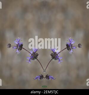 Salvia officinalis, un arbusto perenne sempreverde con fiori viola, steli legnosi e foglie grigiastre su una composizione astratta. Foto Stock