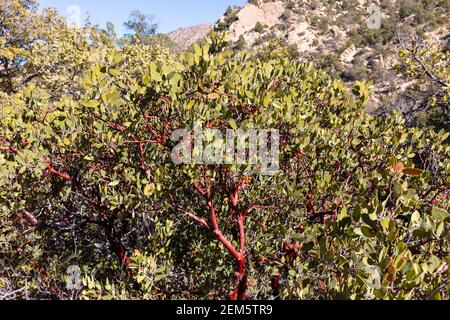 Pringle Manzanita (Arctostaphylos pringlei), Arizona meridionale, Stati Uniti Foto Stock