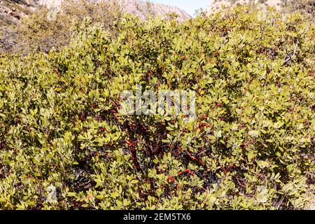 Pringle Manzanita (Arctostaphylos pringlei), Arizona meridionale, Stati Uniti Foto Stock