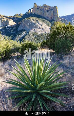 Cave Creek Canyon, Chiricahua Mountains, viste dal Silver Peak Trail, Portal, Arizona sud-orientale, Stati Uniti Foto Stock