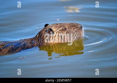 Closeup di coypu (Myocastor coypus) Nuotare nelle paludi della Camargue in Francia Foto Stock