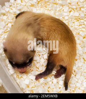 Elizabeth Ann, la prima felretta clonata dai piedi neri, a 26 giorni di riposo nella sua casa al National Black-Footed Ferret Conservation Center 5 gennaio 2021 a Fort Collins, Colorado. Questa è la prima volta che gli scienziati clonarono una specie in pericolo negli Stati Uniti, duplicata dai geni di un animale morto oltre 30 anni fa. Foto Stock