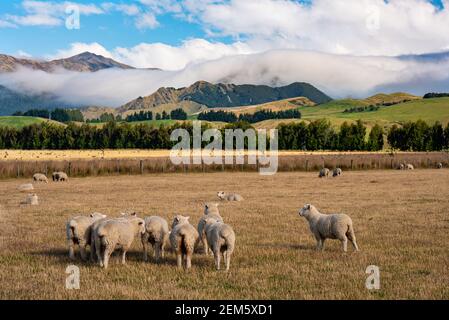 Paesaggio tipico della Nuova Zelanda con pecore che pascolano e montagne in il campo da beckground Foto Stock