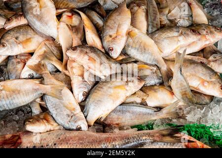 Pesce in mostra. Mercato del pesce, Washington DC Foto Stock