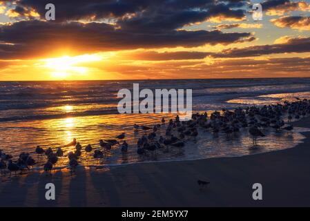 Grande gregge di gabbiani su una spiaggia di sabbia in Florida al tramonto Foto Stock