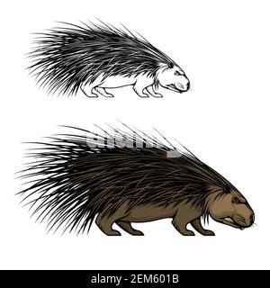 Mascotte vettoriale di animali porcupina o hedgehog. Mammifero selvatico della foresta con spine o quills affilati, pelliccia bruna e grin arrabbiato, icona del roditore predatorio di t Illustrazione Vettoriale