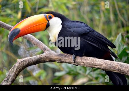 Primo piano del profilo trasduttore toco toucan (Ramphastos toco) appollaiato sul ramo con la sua grande becco strano Foto Stock