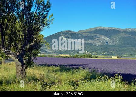 Campo di lavanda con un albero e una montagna sul famoso altopiano di Valensole, un comune nel dipartimento delle Alpi dell'alta Provenza nel sud-est della Francia Foto Stock