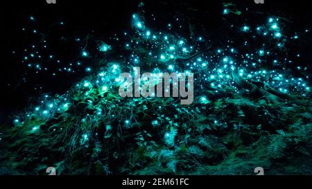 Vermi a incandescenza bioluminescenti della Nuova Zelanda in una grotta scura Foto Stock