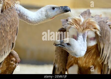 Closeup di due griffon avvoltoi (Gyps fulvus) a terra Foto Stock