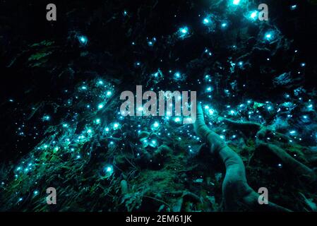 Vermi a incandescenza bioluminescenti della Nuova Zelanda in una grotta scura Foto Stock
