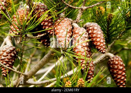 Pinus halepensis nella montagna sotto il sole ad Alicante, Spagna Foto Stock