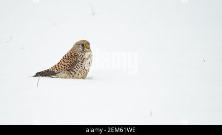 Bel portait di Kestrel Falco Tinnunculus all'aperto seduto nella neve Foto Stock