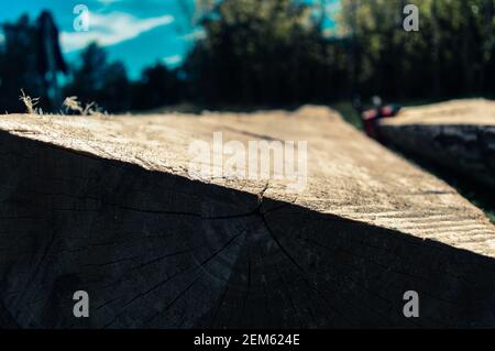 Ceppo abbattuto di segheria in foresta Foto Stock