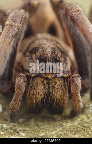 Closeup frontale del maschio di uno dei più grandi ragni di lupo, Hogna radiata a Gard, Francia Foto Stock