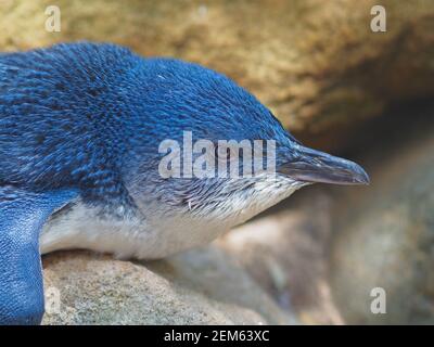 Spettacolare primo piano ritratto di un pinguino fata in una bellezza impeccabile. Foto Stock